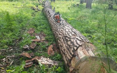 Спил и вырубка деревьев, корчевание пней - Губкинский, цены, предложения специалистов