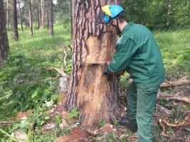 Спил и вырубка деревьев, кронирование, удаление старых деревьев стоимость услуг и где заказать - Ноябрьск